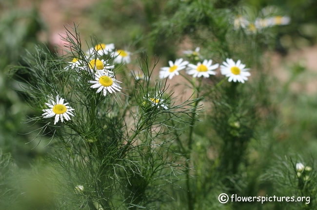 dog-finkle, dog-daisy, pig-sty-daisy, chigger-weed